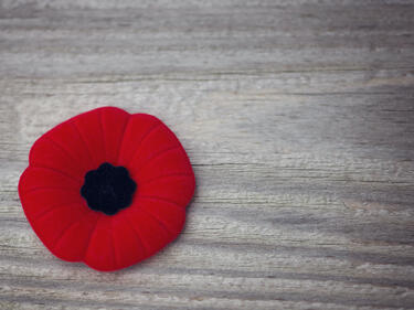 Remembrance Day poppy